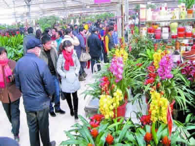 花木苗木市場