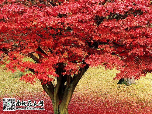紅楓樹4