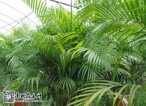 散尾葵的養殖方法