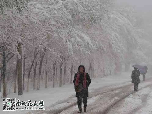 烏魯木齊4月飛雪