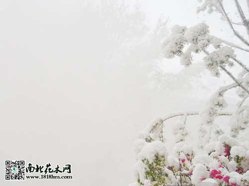 烏魯木齊4月飛雪3