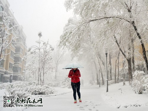 烏魯木齊4月飛雪4