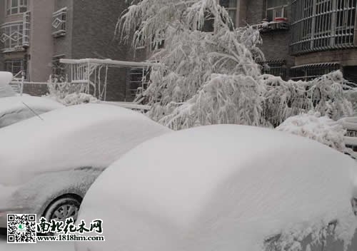 烏魯木齊4月飛雪7