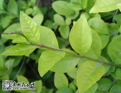 金葉女貞的作用及價值