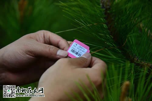 苗木“電子身份證”