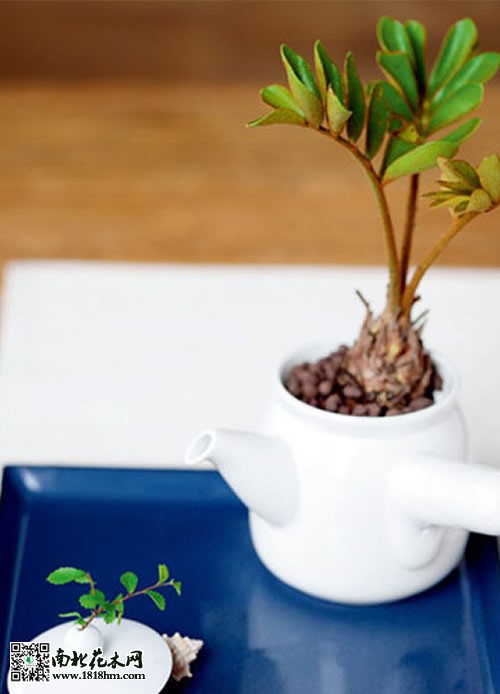 迷你微盆栽推薦6