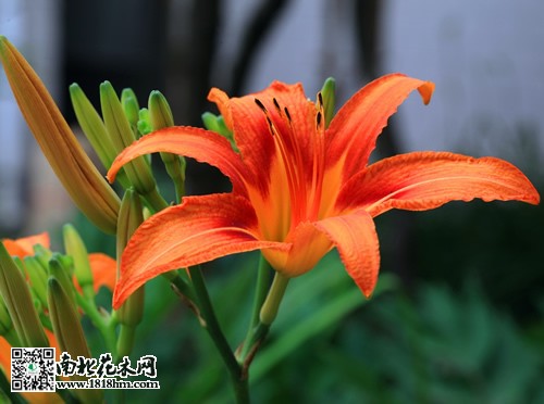 母親節送什么花好2