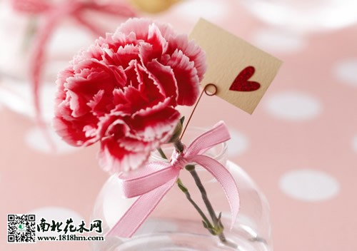 多肉植物與康乃馨爭寵2