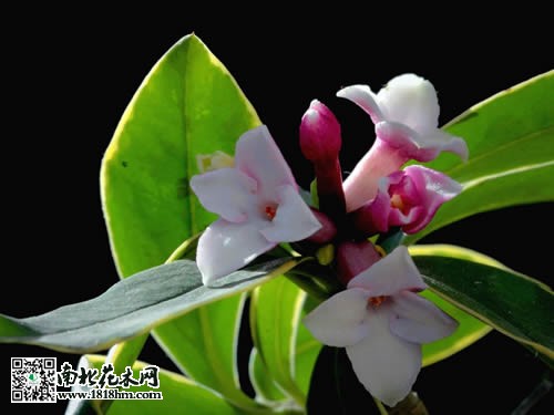 金邊瑞香簡介及養殖方法