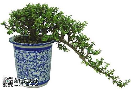 馬齒莧盆景制作