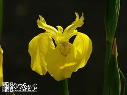 黃菖蒲花的圖片