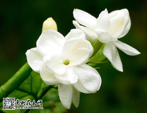 茉莉花花期管理養護