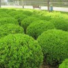常年供應小葉黃楊球|小葉黃楊分栽苗|小葉黃楊毛球