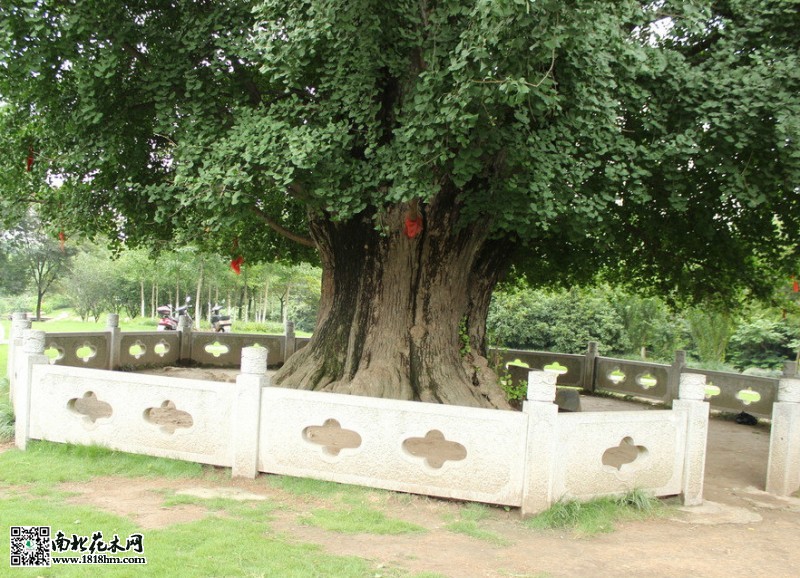 百年銀杏_meitu_1