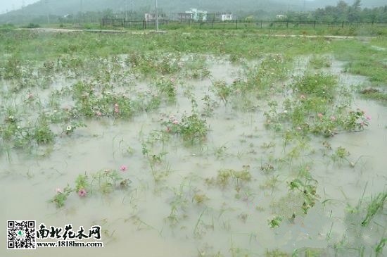 苗圃積水最好_meitu_1