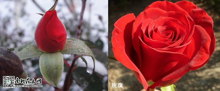 玫瑰與月季_meitu_1