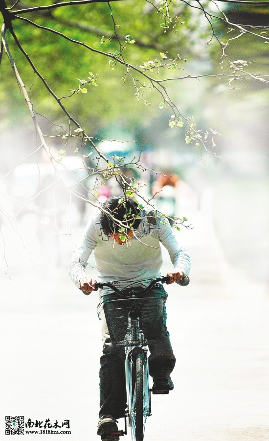 斜著生長的枝條