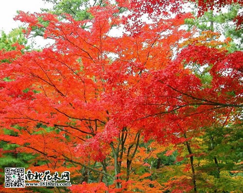 紅楓