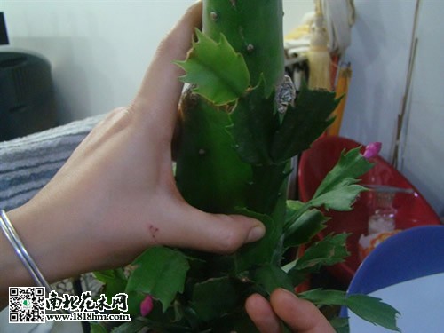 仙人掌嫁接蟹爪蘭