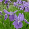 鳶尾價(jià)格|鳶尾出售|鳶尾低價(jià)供應