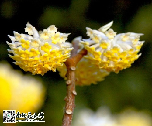 結香花