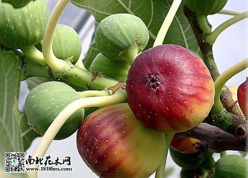 無花果圖片