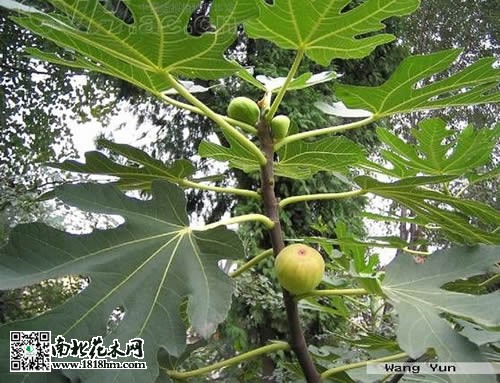 無花果圖片2