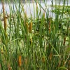 香蒲價(jià)格|香蒲出售|香蒲苗供應