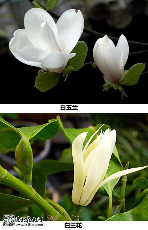 白玉蘭和白蘭花的區別