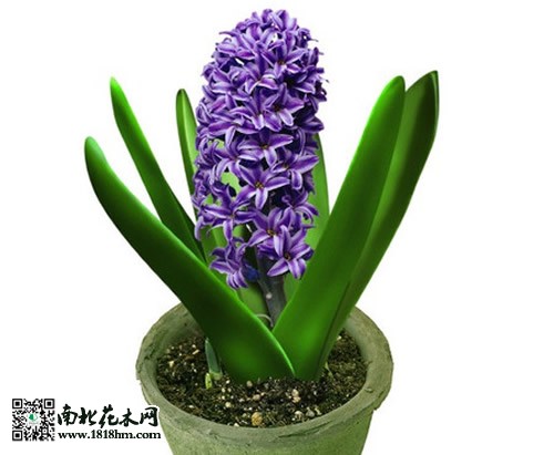 風信子盆栽養殖