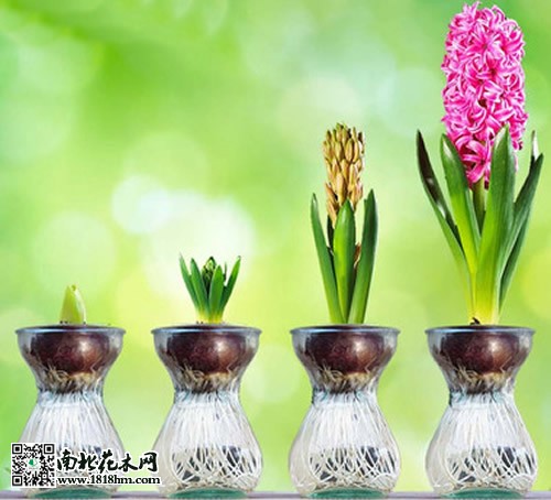 風信子養殖過程