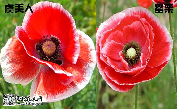 虞美人和罌粟的區別