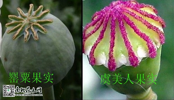 虞美人和罌粟的區別2