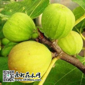 無花果圖片
