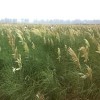 蒲葦價(jià)格|蒲葦出售|蒲葦供應