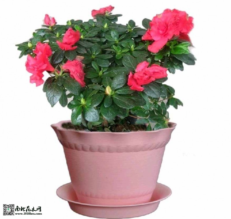 T1GXkTXcpgXXXXXXXX_!!0-item_pic