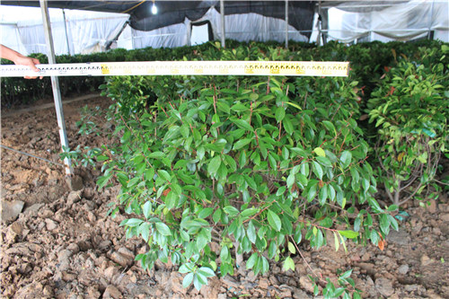 紅葉石楠球 p120 25元一棵