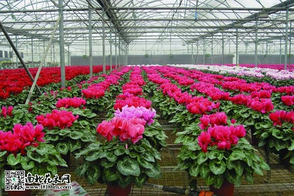 7953371_122429371111_2