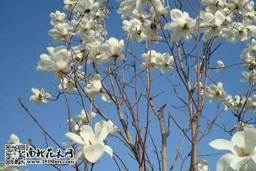 3970232_111426076460_2