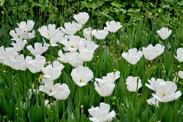 白色郁金香花語