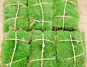 馬尼拉草坪價格