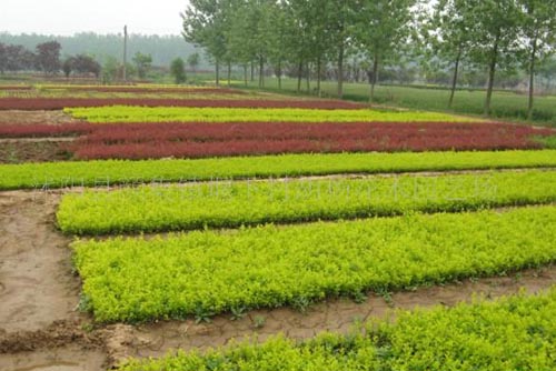 顏集鎮苗木