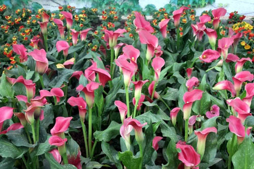 彩色馬蹄蓮圖片