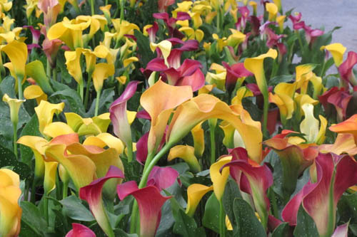 彩色馬蹄蓮圖片