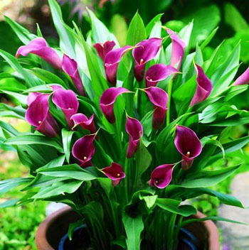 彩色馬蹄蓮圖片