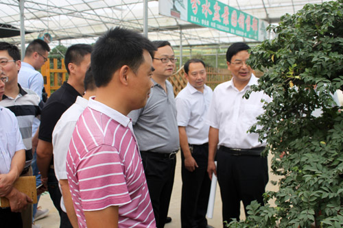 沭陽國際花木城盆景區