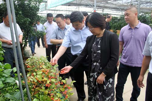 沭陽國際花木城盆景區