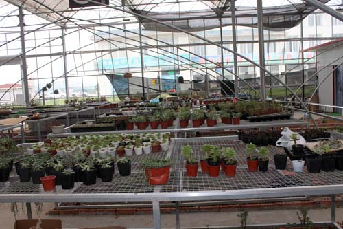 沭陽國際花木城電商區