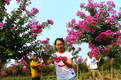 下車鎮苗木種植基地