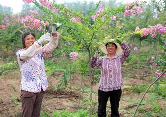 下車鎮苗木基地